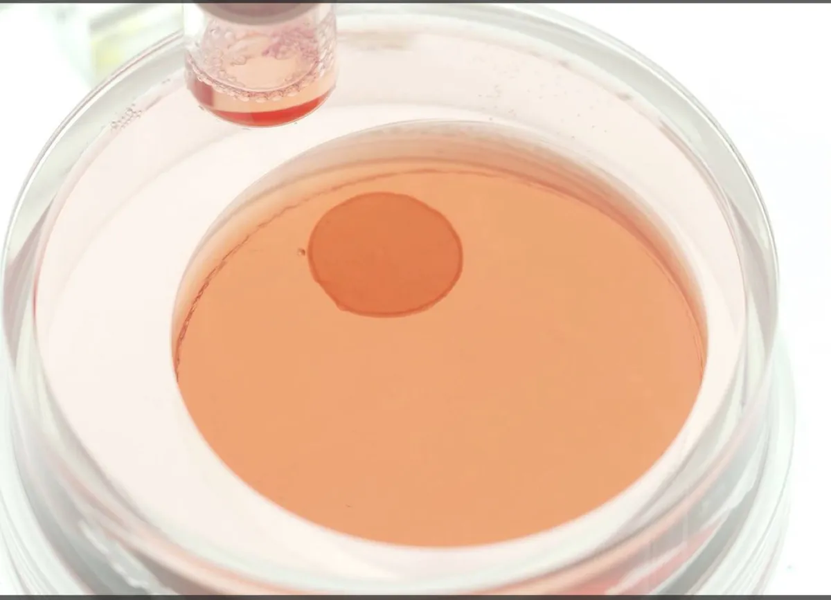 Illustration of a human heart and cultured cells