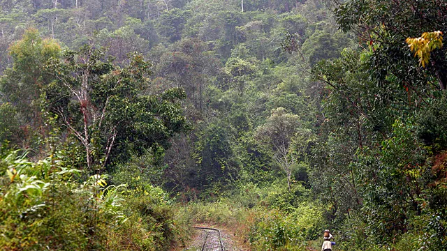 Peppercorns on a vine amid green forest foliage