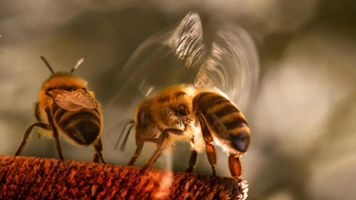 Bees and hoverflies visiting flowering plants