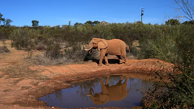 An elephant walking through open grassland