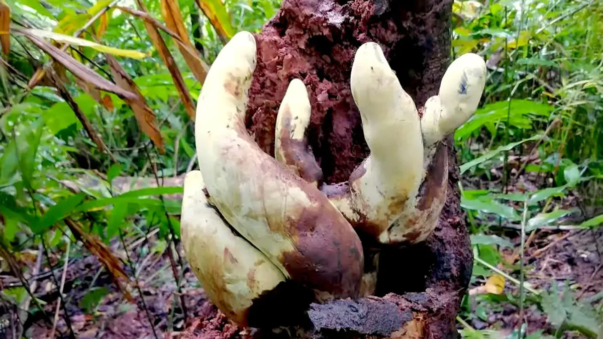 Illustration of fungal reproductive structures growing among tree roots on a forest floor
