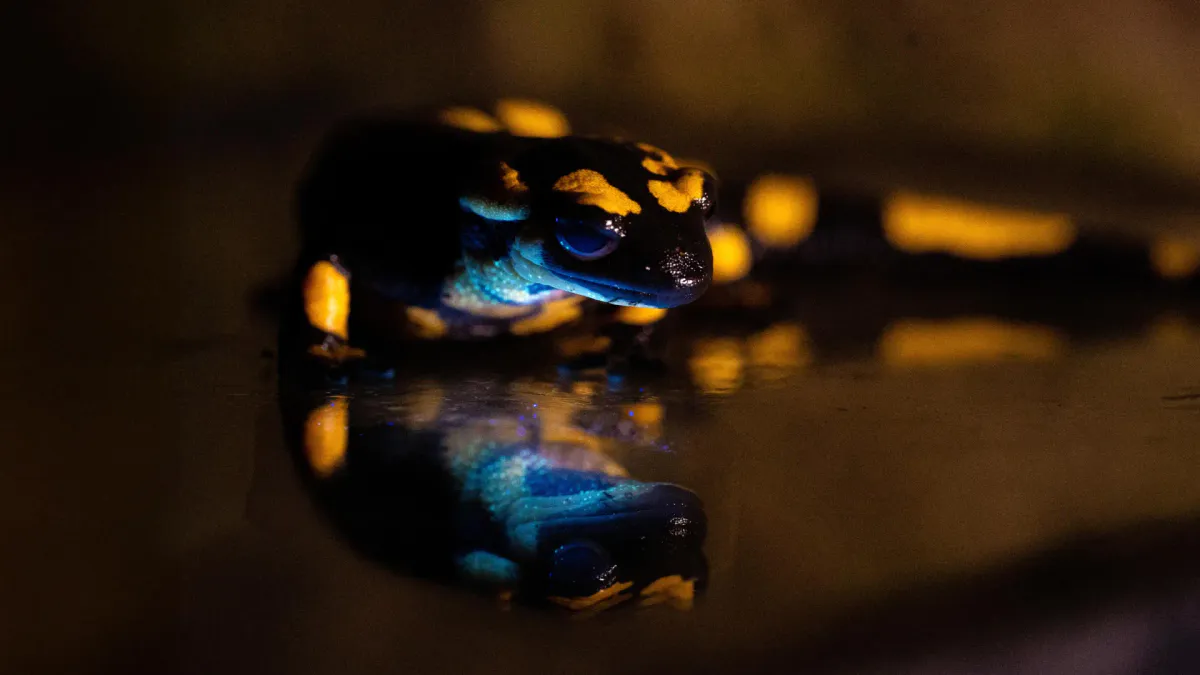 Illustration of a black-and-yellow salamander beside an ultraviolet lamp